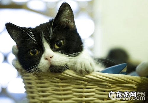猫咪有哪些难以捉摸的行为?