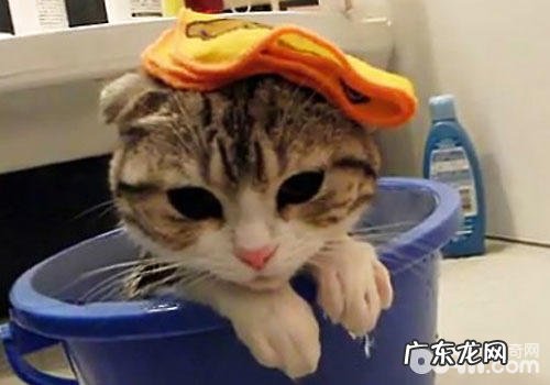 猫咪洗澡沐浴露怎样挑选?有哪些注意事项?