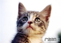 三种常见猫砂盆的特色剖析