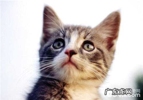 三种常见猫砂盆的特色剖析