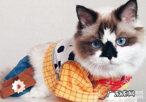 颜值爆表：猫咪也能够很有气质