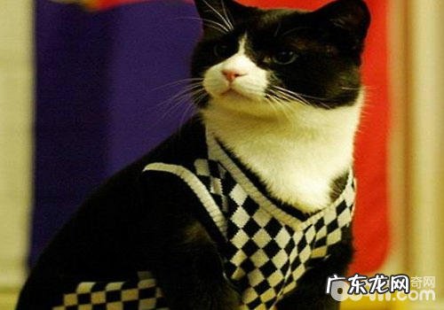 颜值爆表：猫咪也能够很有气质