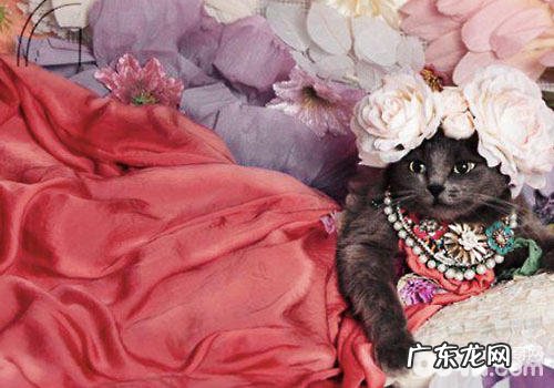 颜值爆表：猫咪也能够很有气质