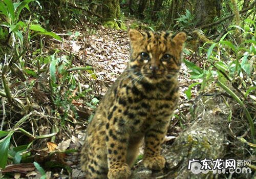 云猫再临:维护比猎奇更重要