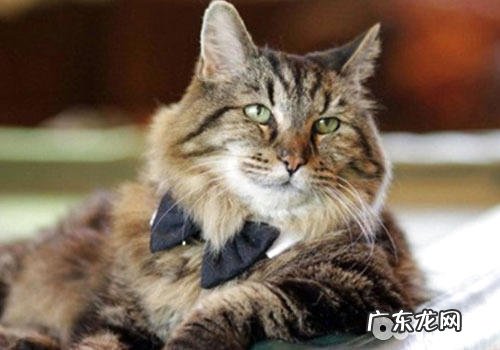 健康养猫法：不只长命，还能成网红？