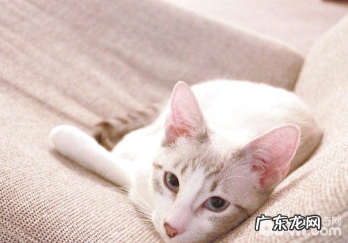 猫咪有助于戒烟?