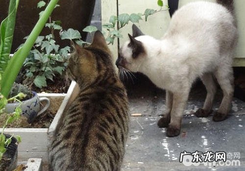 受过练习的猫咪又乱撒尿该怎么办?
