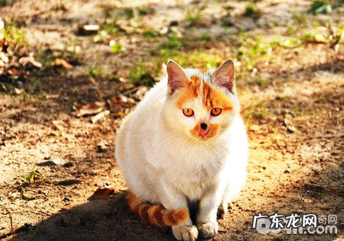 猫咪日:尽管文明不同,但咱们都爱猫