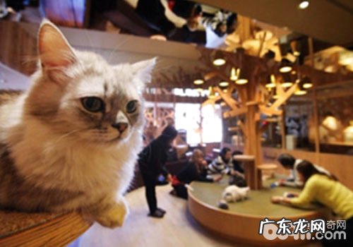 猫咪日:尽管文明不同,但咱们都爱猫