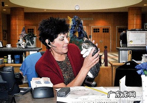 猫咪图书馆:既能借书,也能借猫?