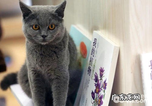 猫咪图书馆:既能借书,也能借猫?