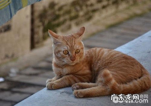 猫咪眼睛流泪,眼屎多该怎么办?