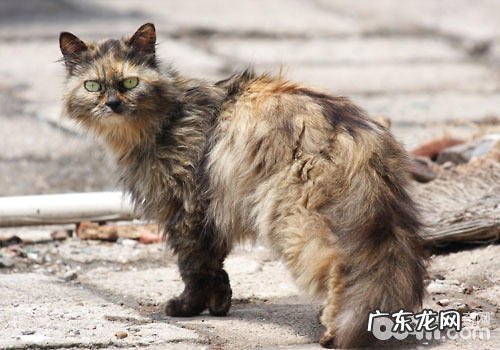 漂泊猫安顿所:需求爱也需求办理