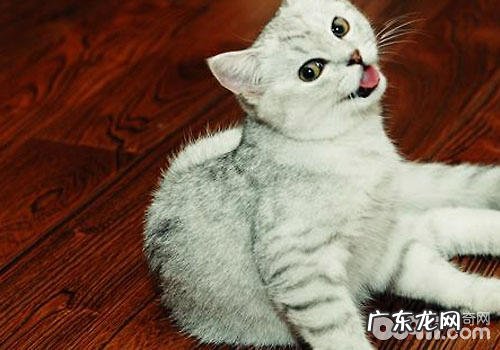猫咪电推子的选购及运用