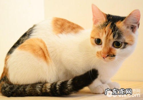 猫咪身上的花斑怎样发生的?