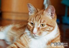 猫咪的简略美毛法