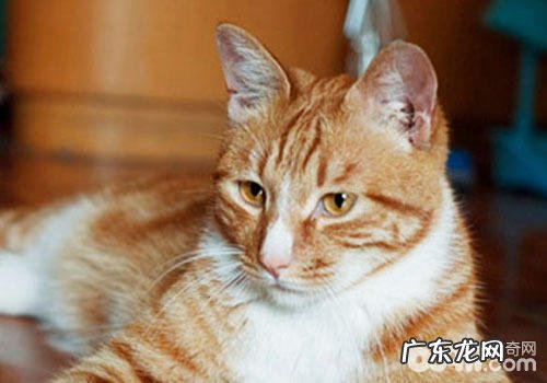 猫咪的简略美毛法