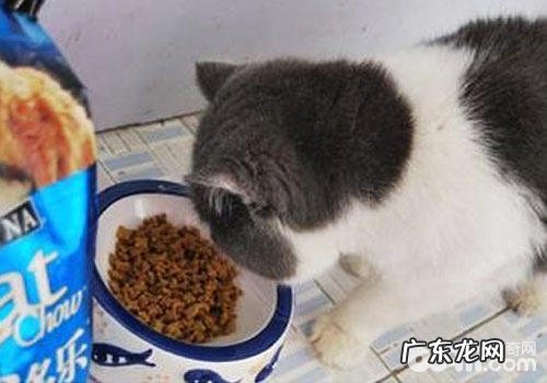 猫咪有必要吃猫粮?