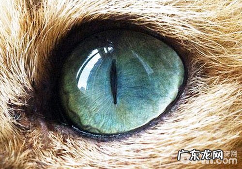 猫咪隐形眼镜,处理近视一步到位