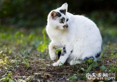 猫咪进化史：成为宠物源于何时？