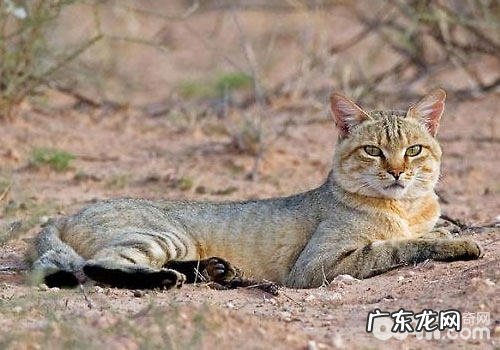 猫咪进化史：成为宠物源于何时？