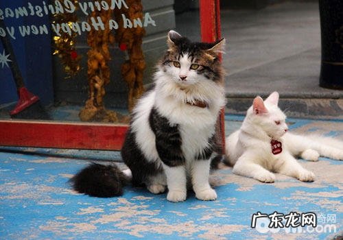 新猫入家门:怎样把它介绍给其他猫?