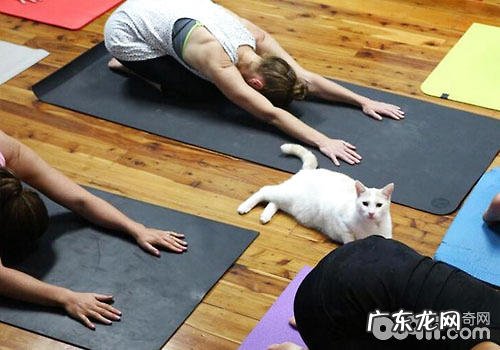 瑜伽:猫咪健身新方法