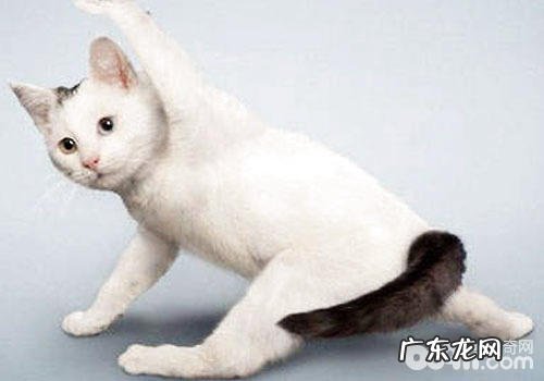 瑜伽:猫咪健身新方法