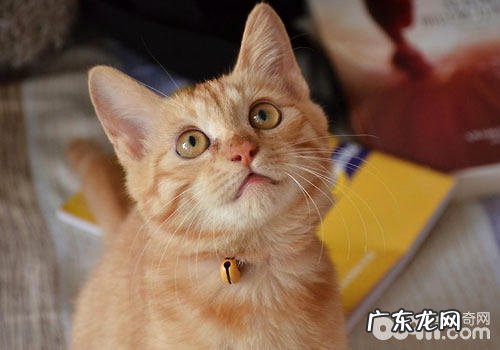 大扫除:完全去除猫咪寄生虫