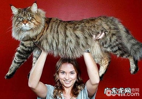 巨型猫咪惹人爱?