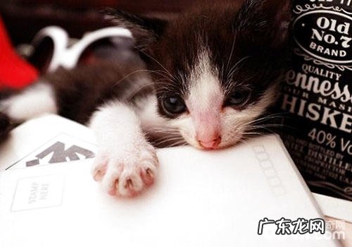 养猫需满意猫咪每日养分需求