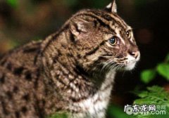 垂钓猫：垂钓归来，已过10年
