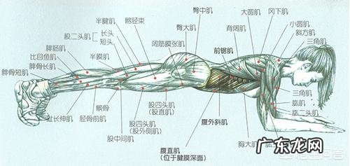 每天坚持做平板支撑,可以减脂吗?可以锻炼腹肌吗?