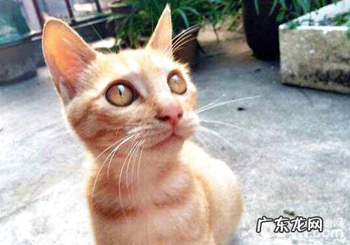 哀痛的故事:猫咪为什么吃多长不胖?