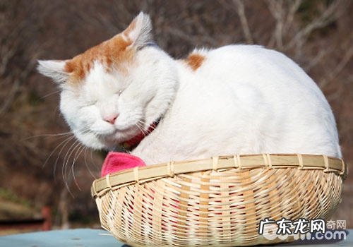 哀痛的故事:猫咪为什么吃多长不胖?