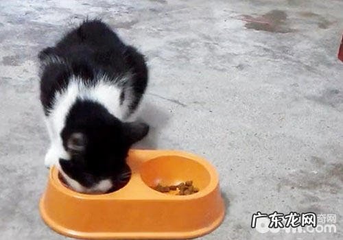 不要让猫咪养成坏的进食习气