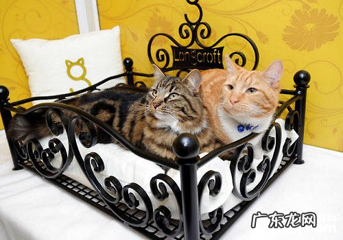 猫咪酒店:具有的不仅仅是奢华享用