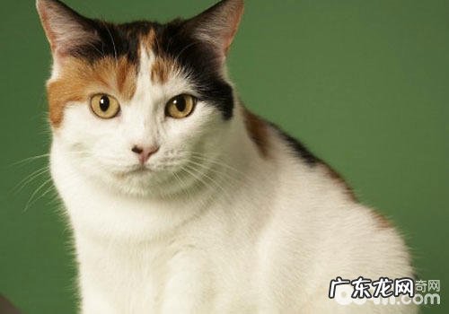 形状共同的马恩岛猫