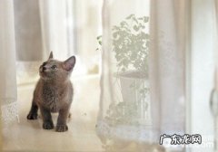 养猫后伤痕累累，怎么阻挠猫咪抓咬？