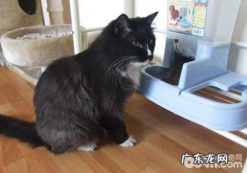 和猫咪共用餐具?你乐意,猫乐意吗?