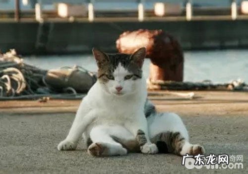 猫咪坐船要预备什么?