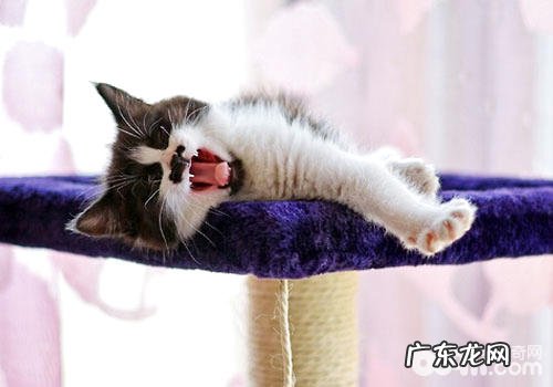 为了传宗接代,怎么正确判别母猫发情?