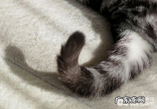 抓猫尾巴会有什么结果?