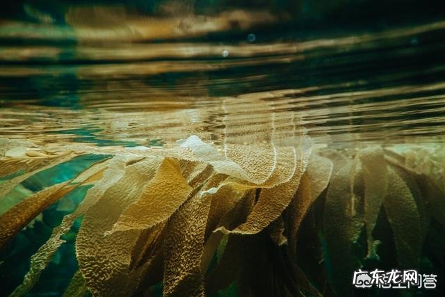 减肥期间粥和饭哪个饱腹感更强，怎样挑选适合自己的主食？