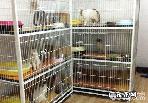 宠物节日寄养“一笼难求”?