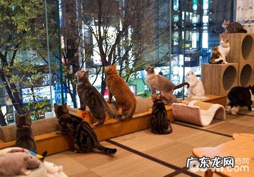 猫咪咖啡馆：与猫咪共处不再困难？