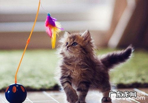 科学逗猫:让你的猫咪动起来