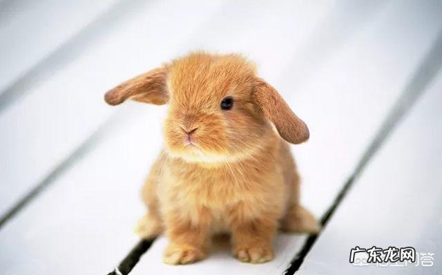 兔子会睡觉吗兔子有哪些生活习性