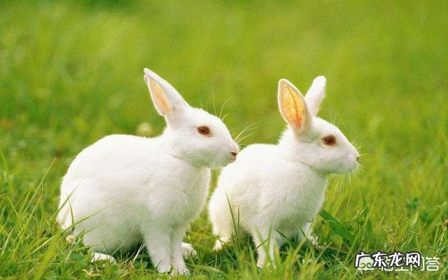 兔子会睡觉吗兔子有哪些生活习性