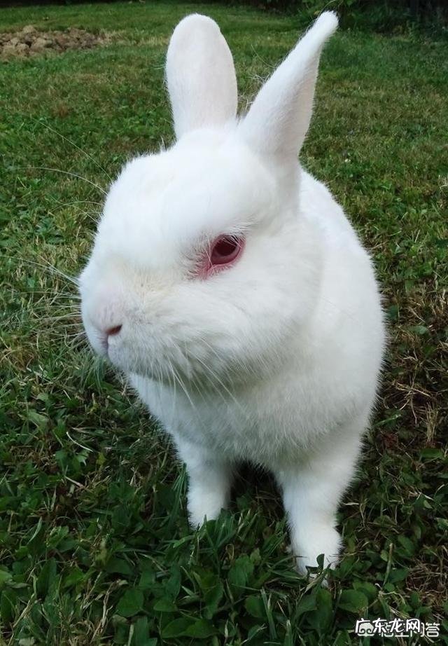 兔子会睡觉吗兔子有哪些生活习性